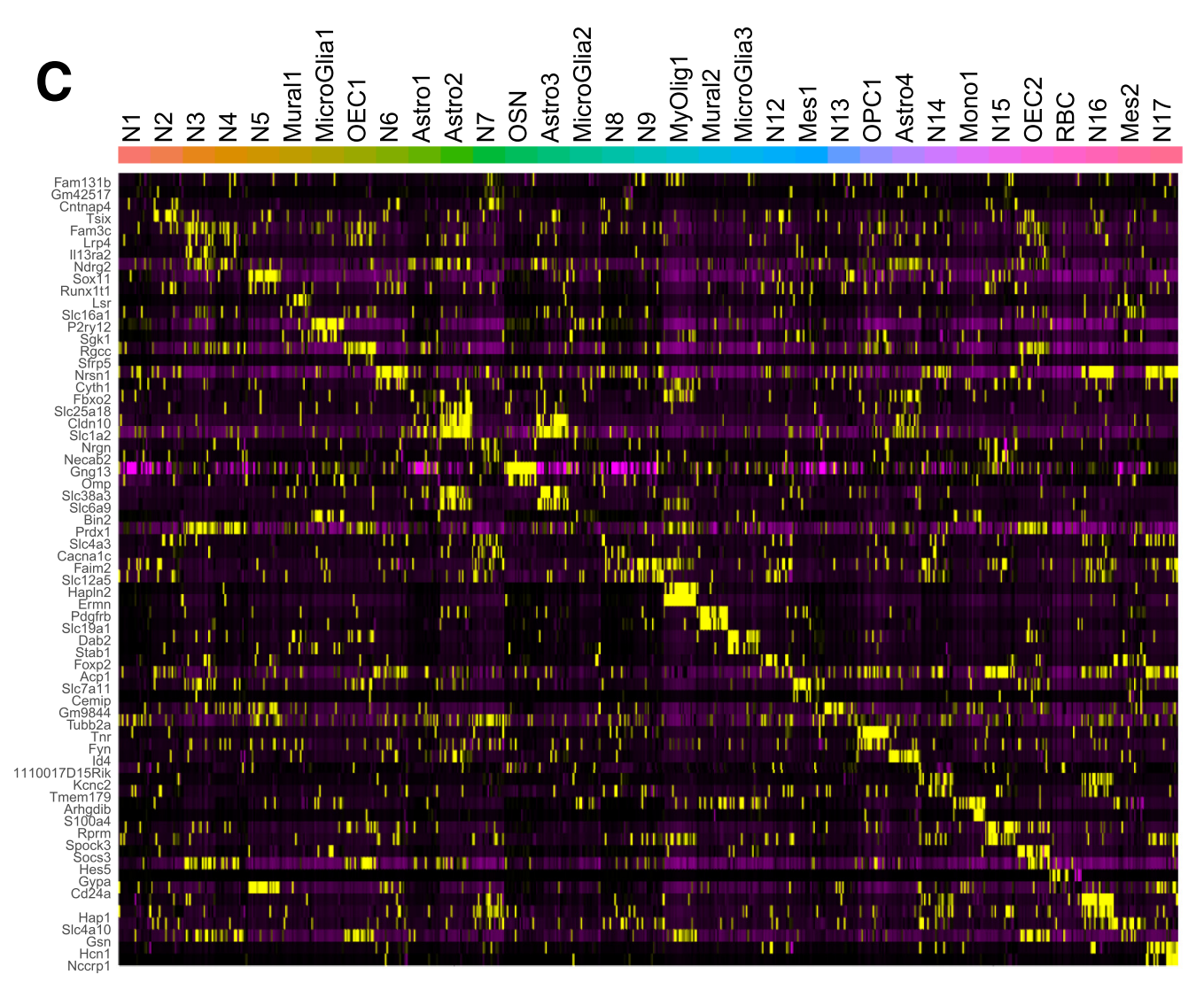 Marker gene heatmap